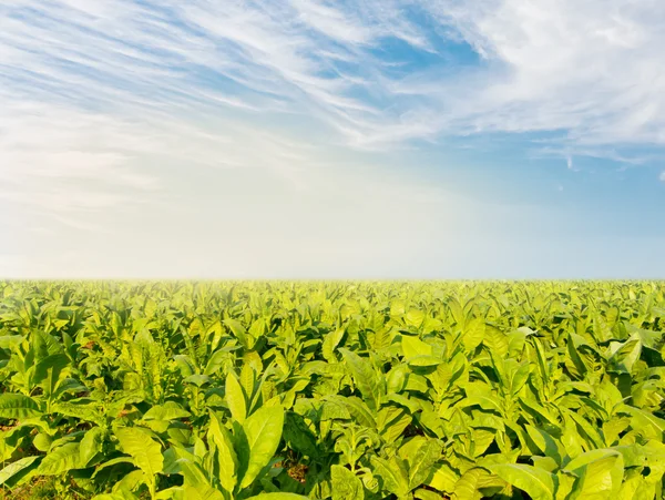 Tabak veld met gedeeltelijke mist onder de blauwe hemel — Stockfoto