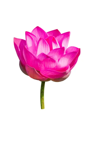 Roze lotus geïsoleerd op witte achtergrond — Stockfoto