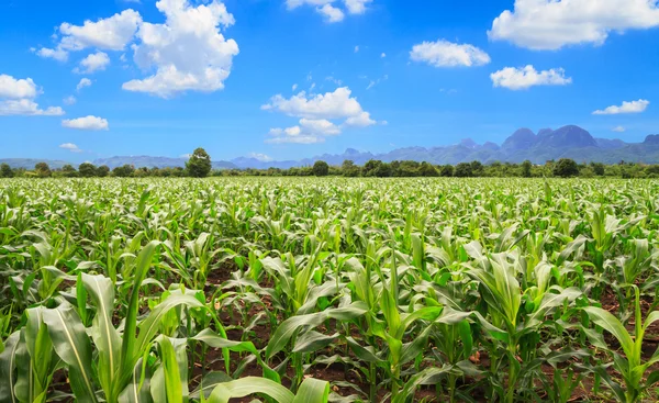 Fazenda de milho e céu azul — Fotografia de Stock