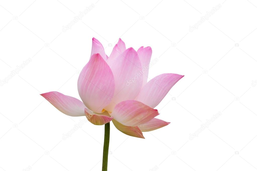 Pink lotus isolated on white background, clipping path included