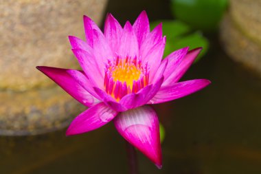 Pembe nilüfer izole kırpma yolunu dahil, beyaz arka plan üzerinde