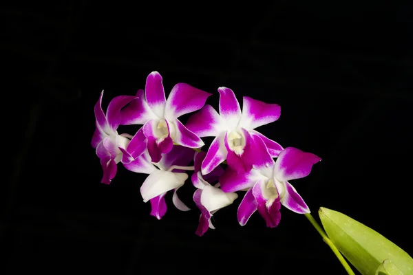 Dendrobium orkide isoleret på sort baggrund - Stock-foto