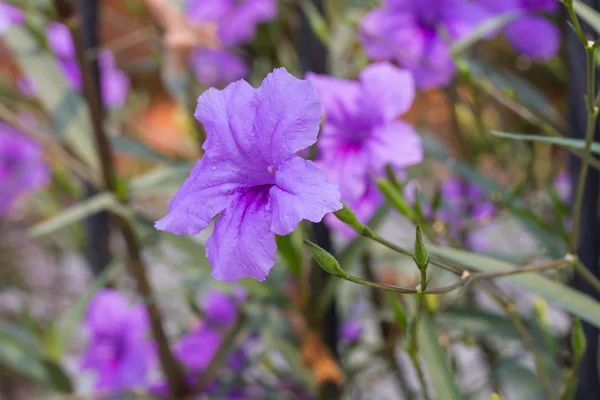 Ruellia tuberosa Brittoniana  or Mexican Petunia flower blooming — Stock Photo, Image