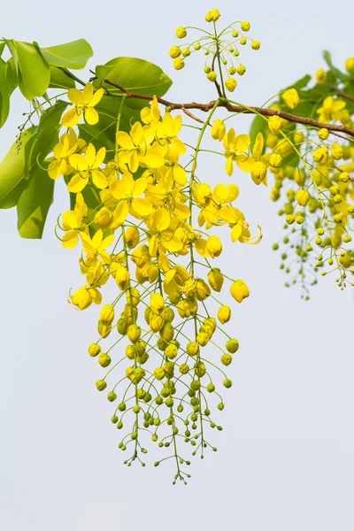 Flor del árbol de ducha de oro — Foto de Stock
