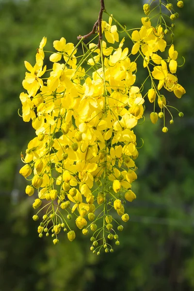 Flor de árbol de ducha de oro sobre fondo blanco — Foto de Stock