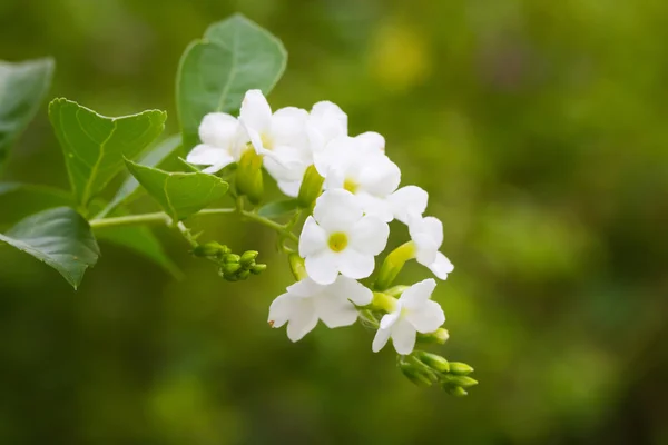 Duranta erecta kwiat — Zdjęcie stockowe