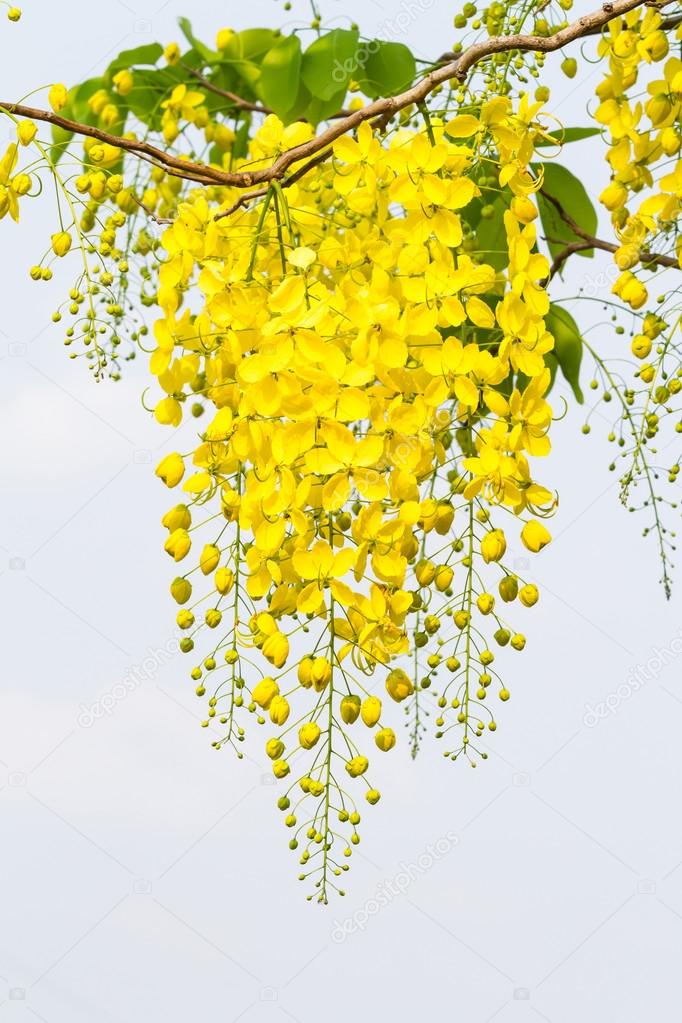 Flower of golden shower tree on white background Stock Photo by ©Praiwun  70863649