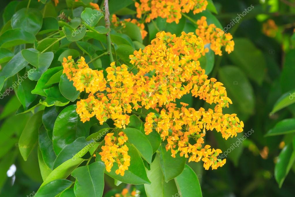 Padauk Flower or Papilionoideae Flower, The symbol of the Royal — Stock Photo