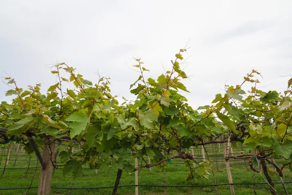 Growing grape vines — Stock Photo, Image