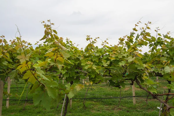 Growing grape vines — Stock Photo, Image