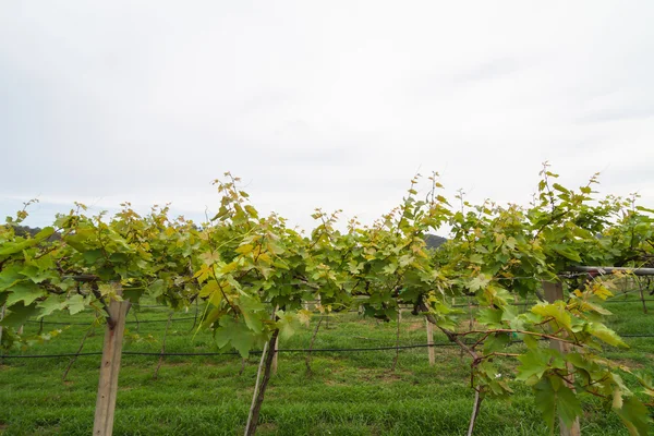 Growing grape vines — Stock Photo, Image