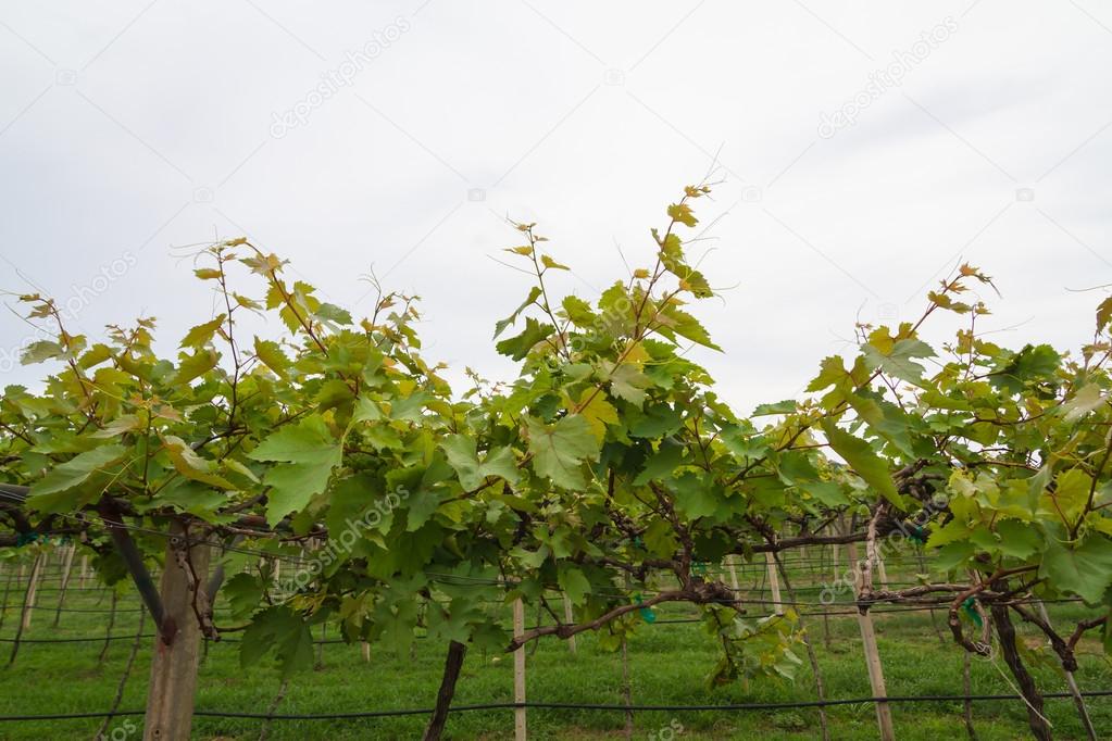 Growing grape vines