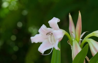 Crinum Lily, Cape Lily, zehir ampul veya örümcek zambak