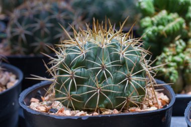 Çiçek saksısında kaktüs