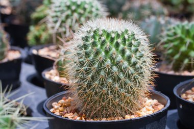 Çiçek saksısında kaktüs