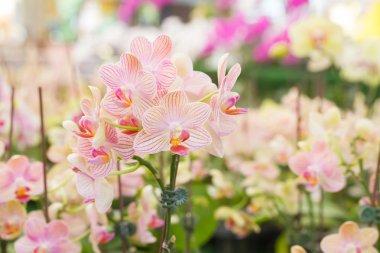 Kırmızı turuncu Spathoglottis Plicata orkide zemin