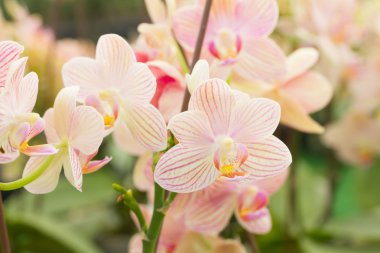 Kırmızı turuncu Spathoglottis Plicata orkide zemin