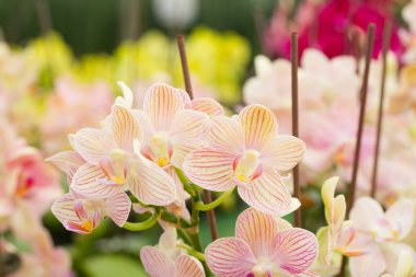 Kırmızı turuncu Spathoglottis Plicata orkide zemin