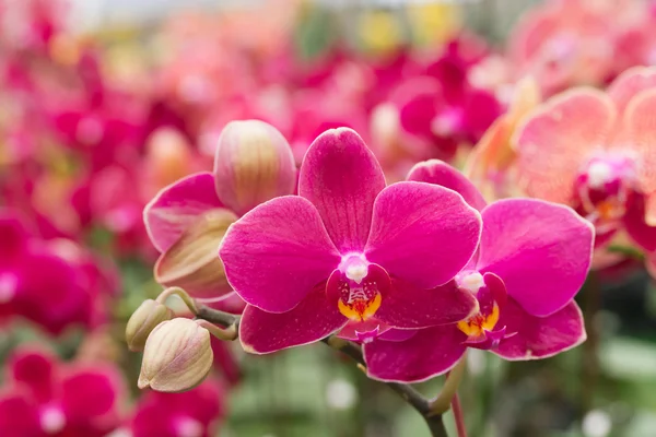 Purple Spathoglottis Plicata orquídeas de tierra —  Fotos de Stock