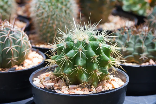 Cactus in vaso di fiori — Foto Stock