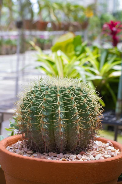 Boule de cactus en pot de fleurs — Photo