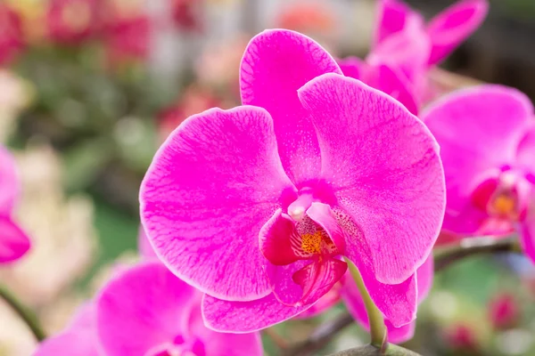 Flor rosa de la orquídea phalaenopsis —  Fotos de Stock