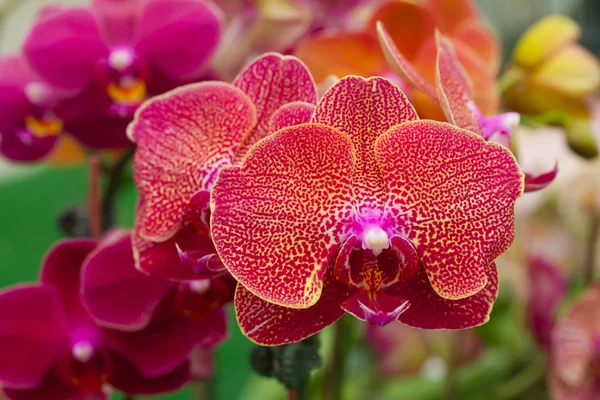 Falaenopsis alaranjado vermelho da orquídea — Fotografia de Stock