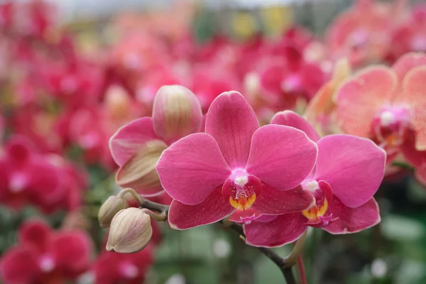 Hermosa orquídea púrpura en estilo de imagen neutral —  Fotos de Stock