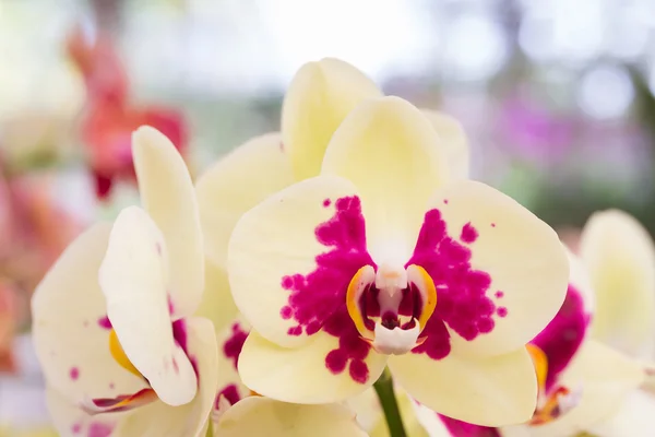 Yellow orchid, Phalaenopsis — Stock Photo, Image