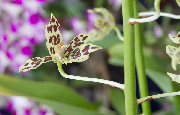 Grüne Orchidee mit braunem Fleck — Stockfoto