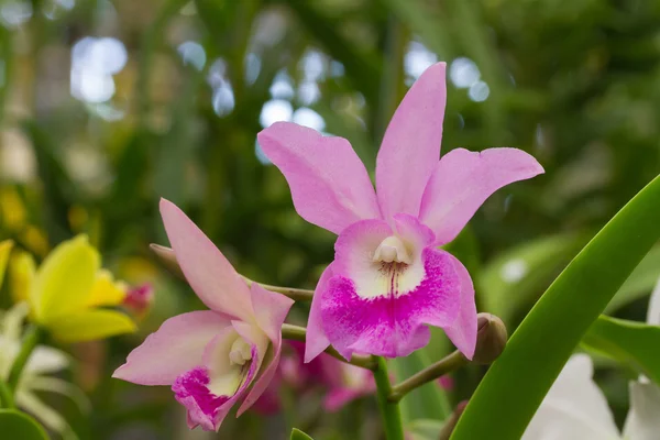 Flor de orquídea híbrida cattleya roxa — Fotografia de Stock