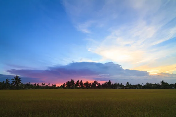Reisfeld und Wolken morgens und abends, Thailand — Stockfoto