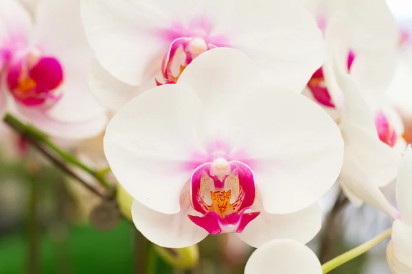 White orchid, Phalaenopsis — Stock Photo, Image