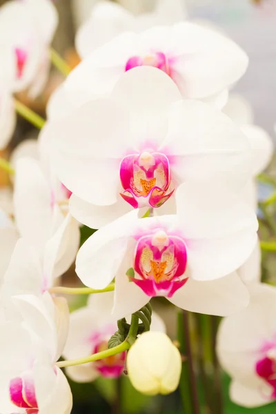 White orchid, Phalaenopsis — Stock Photo, Image