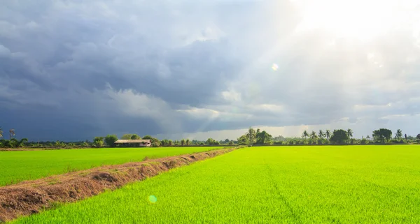 Paisagem de campo verde com raios de sol e brilho da lente — Fotografia de Stock