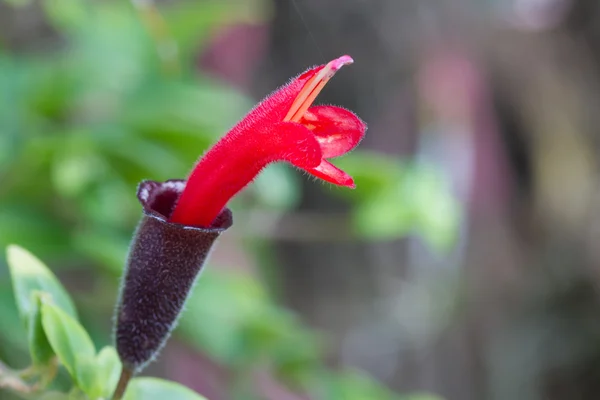 Roter Lippenstift, Lippenstiftpflanze, aeschynanthus radicans jac — Stockfoto