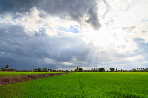 Пейзаж зеленого поля с солнечными лучами и бликами объектива — стоковое фото