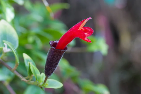 Batom vermelho Flor, Batom Planta, Aeschynanthus radicans jac — Fotografia de Stock