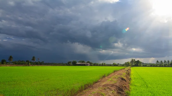 Landschap van groene veld met zonnestralen en lens flare — Stockfoto