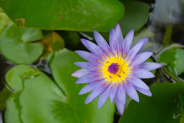Nenúfar púrpura con centro amarillo en el estanque — Foto de Stock