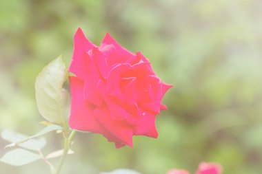 Tatlı sesi kırmızı gül