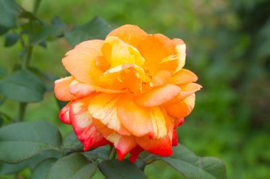 Bahçede güzel bir portakal gülü