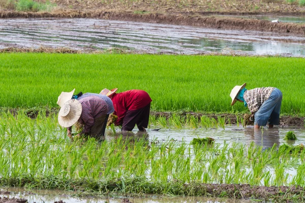 Farmers transplant rice seedlings in the paddy — Stock Photo, Image