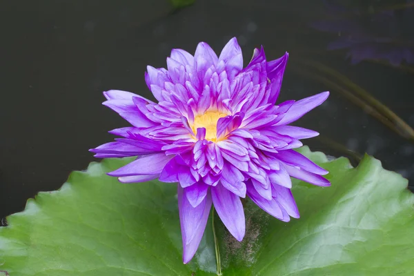 Paarse waterlily met de naam koning van Siam of Chalong Kwan — Stockfoto