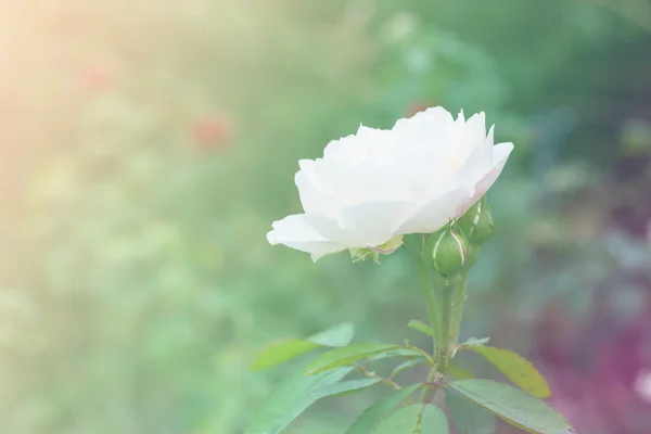 Rosa bianca bella che cresce in giardino — Foto Stock