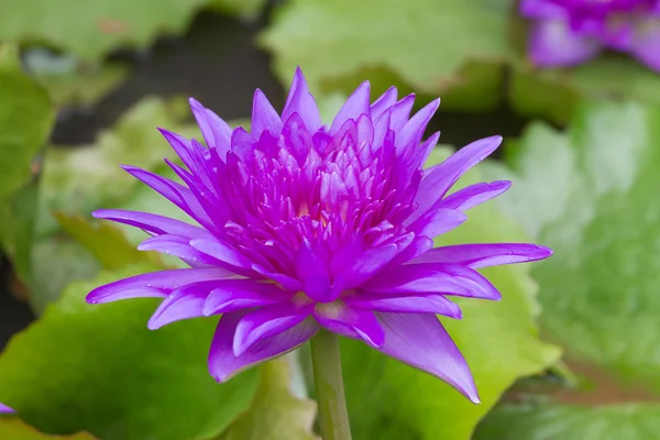 Purple waterlily named King of Siam or Chalong Kwan — Stock Photo, Image