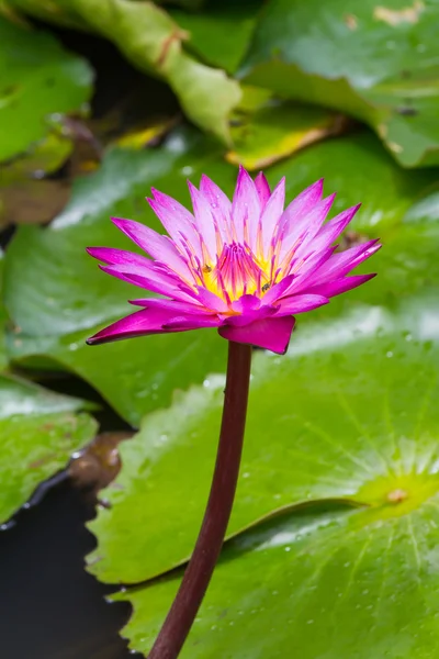 Purple waterlily with yellow center on green leafs background in — Stock Photo, Image