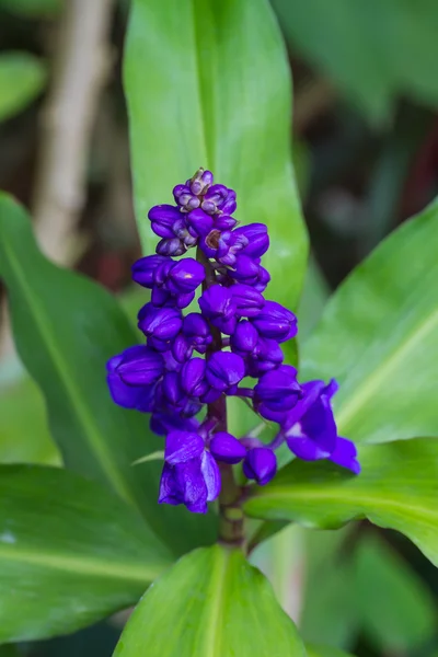 Blå ingefära blommor i trädgården — Stockfoto