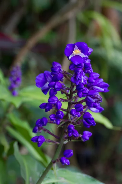 Blå ingefära blommor i trädgården — Stockfoto