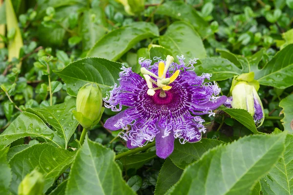 Passionsfruchtblüte — Stockfoto